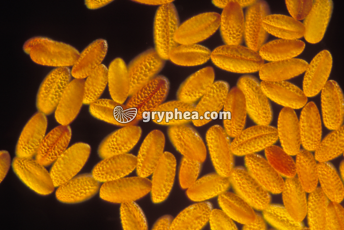 Pollen de Lys x25 - gryphea.org